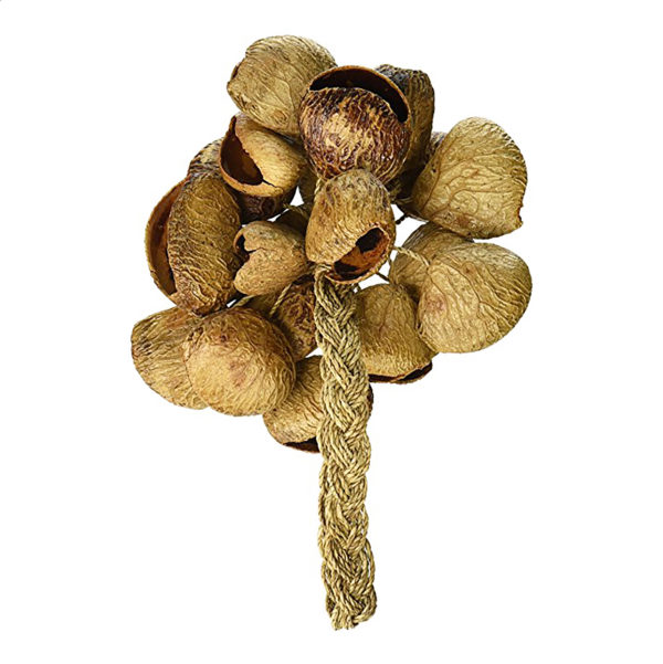 Pangi Seed Maraca, Percussion Shaker Instrument