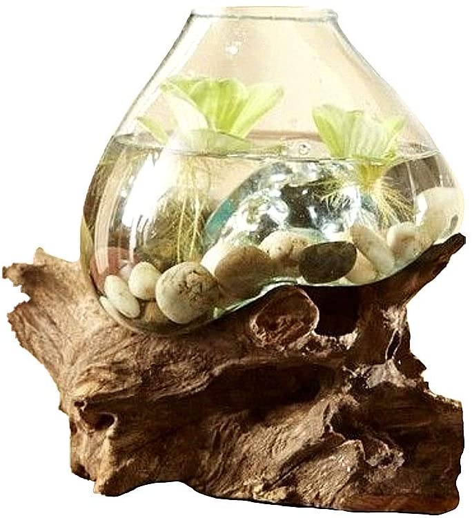 OMA Hand Blown Molten Glass & Teak Wood Terrarium/Vase/Fish Bowl - Premium Quality (10 - 12" High)"