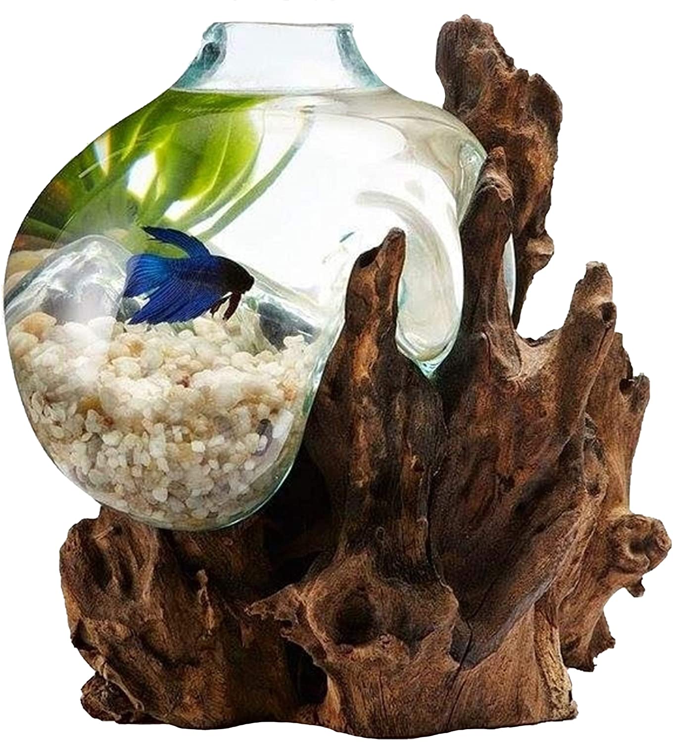 OMA Hand Blown Molten Glass & Teak Wood Terrarium/Vase/Fish Bowl - Premium Quality (12 - 14" High)"