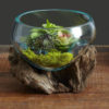 Molten Glass Terrarium
