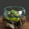 Molten Glass Terrarium